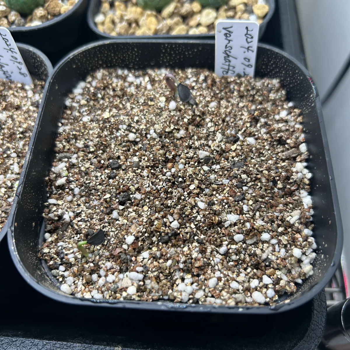 Agave potatorum var. verschaffeltii (アガベ ベルシャフェルティ)