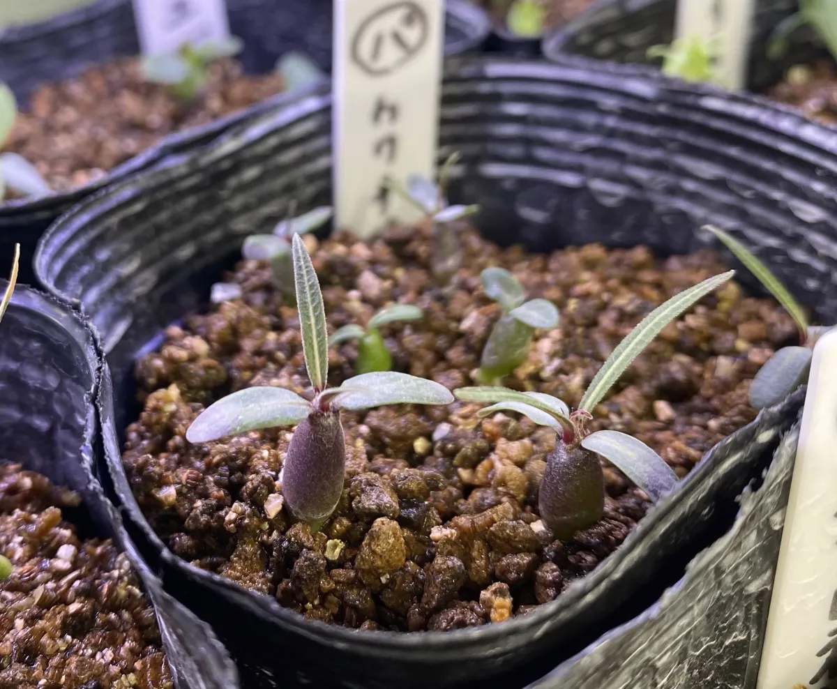 Pachypodium rosulatum ssp. cactipes (パキポディウム カクチペス)