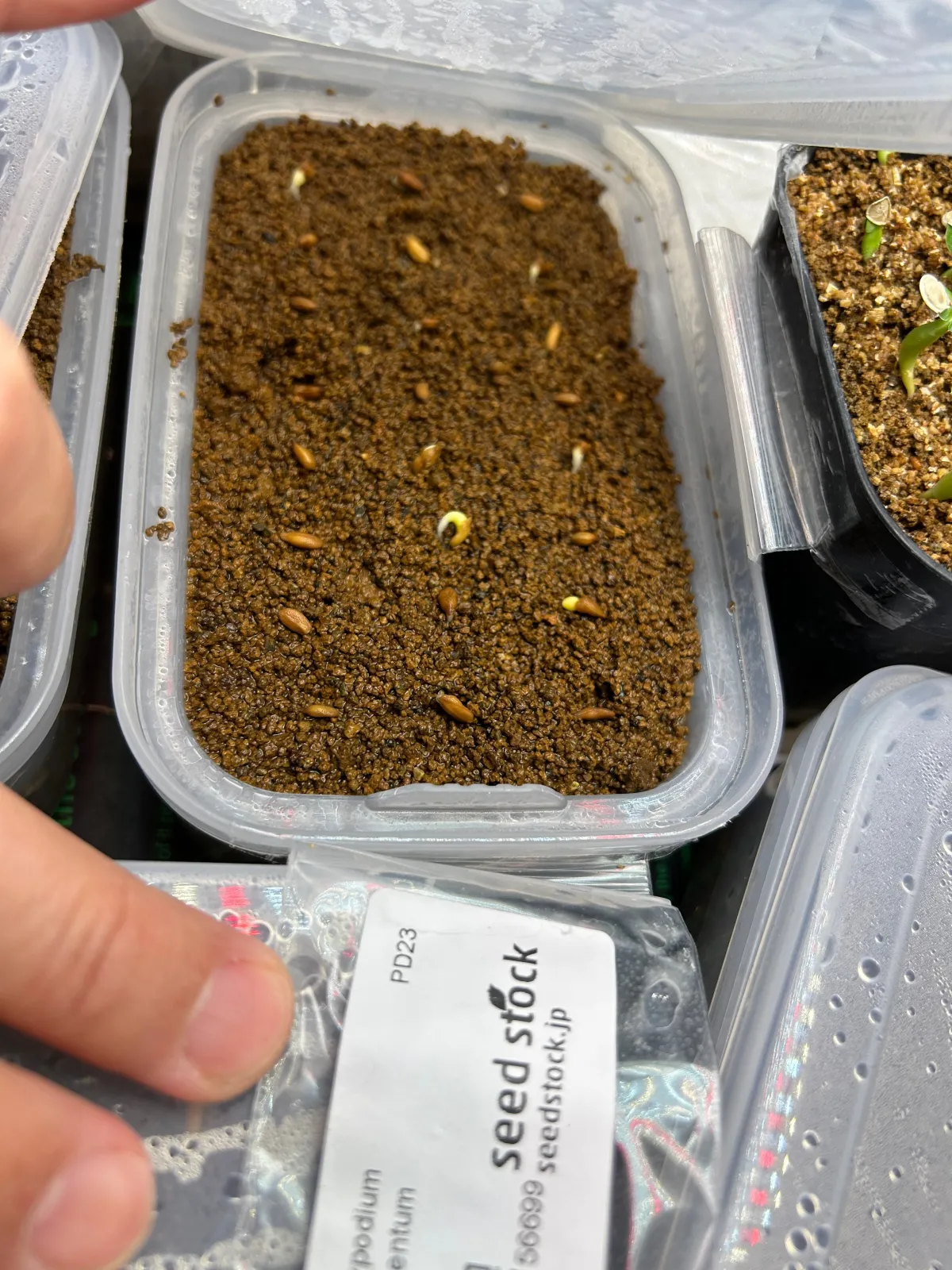 Pachypodium succulentum (パキポディウム サキュレンタム)