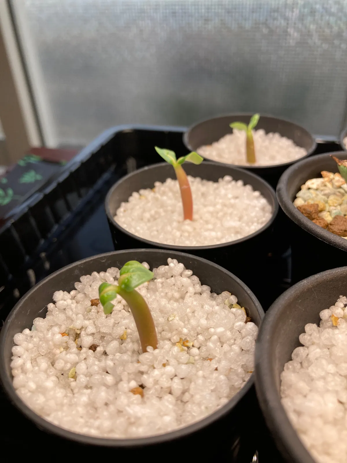 PBN Adenium thai socotranum PBN (アデニウム タイ ソコトラナム)