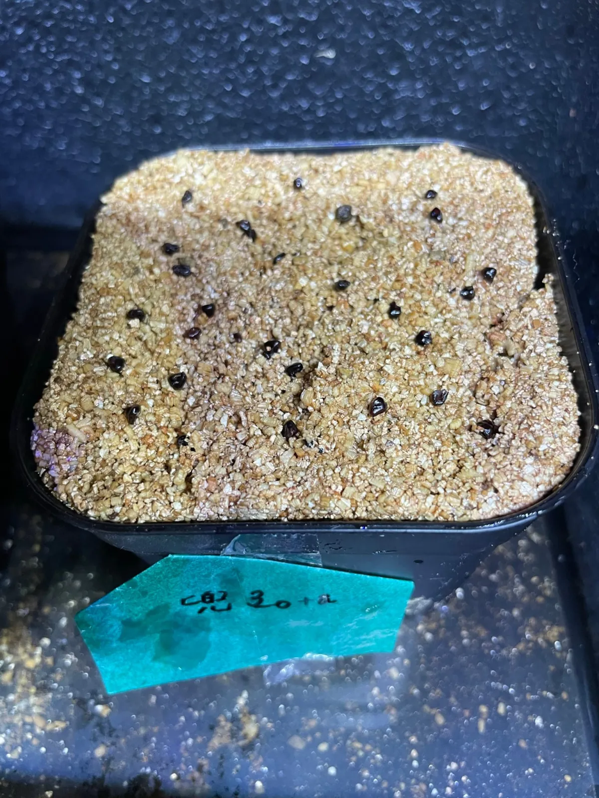 Astrophytum Super Kabuto (アストロフィツム スーパーカブト)