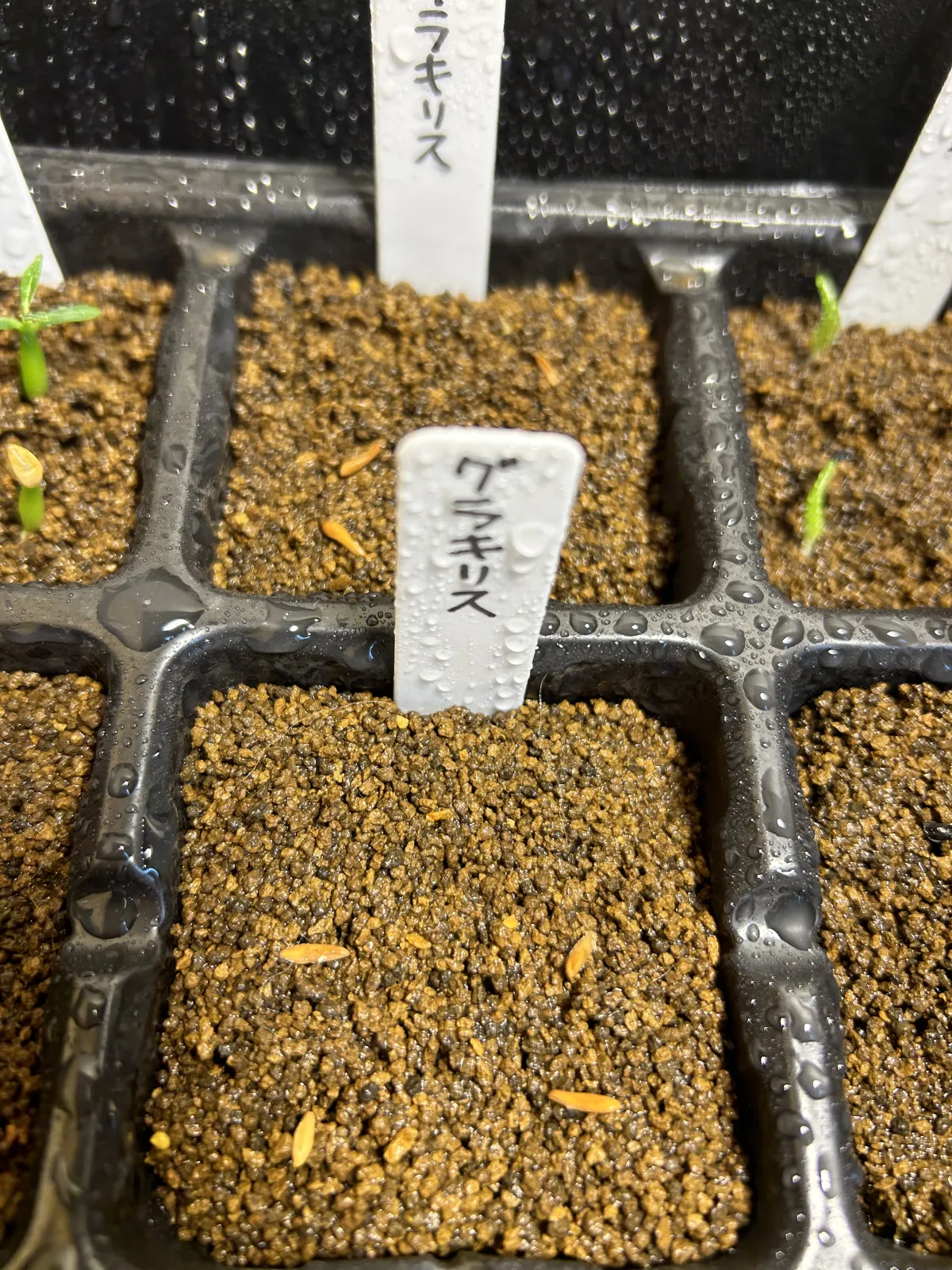 Pachypodium rosulatum var. gracilius ([無料種子] 発芽難 パキポディウム グラキリス　)