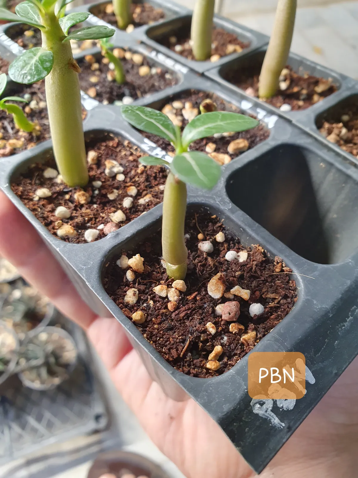 PBN Adenium thai socotranum PBN (アデニウム タイ ソコトラナム)