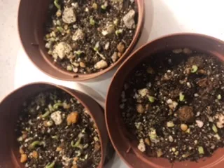 Agave titanota Blue Lot. (アガベ チタノタブルー)