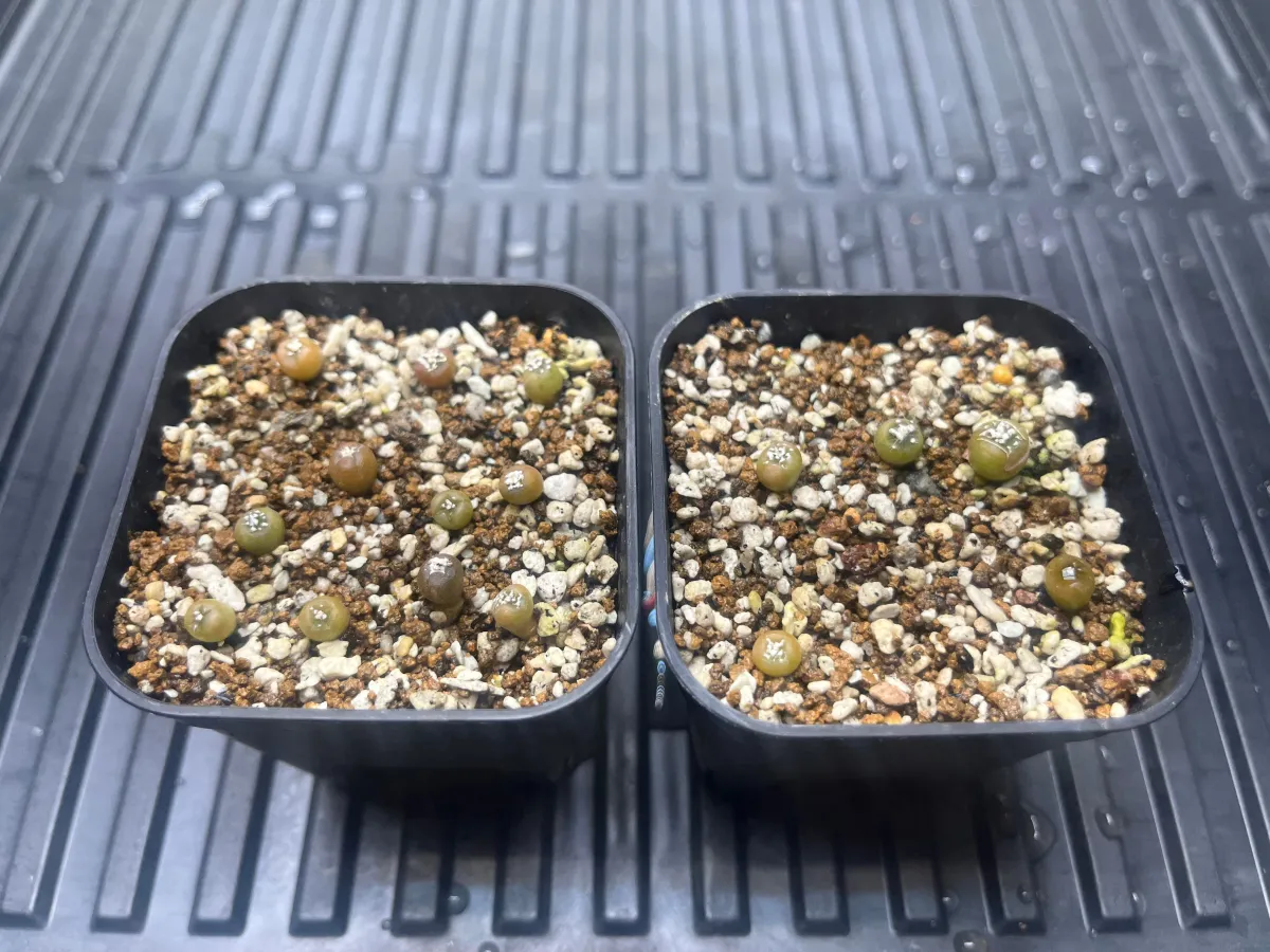 Astrophytum Super Kabuto (アストロフィツム スーパーカブト)