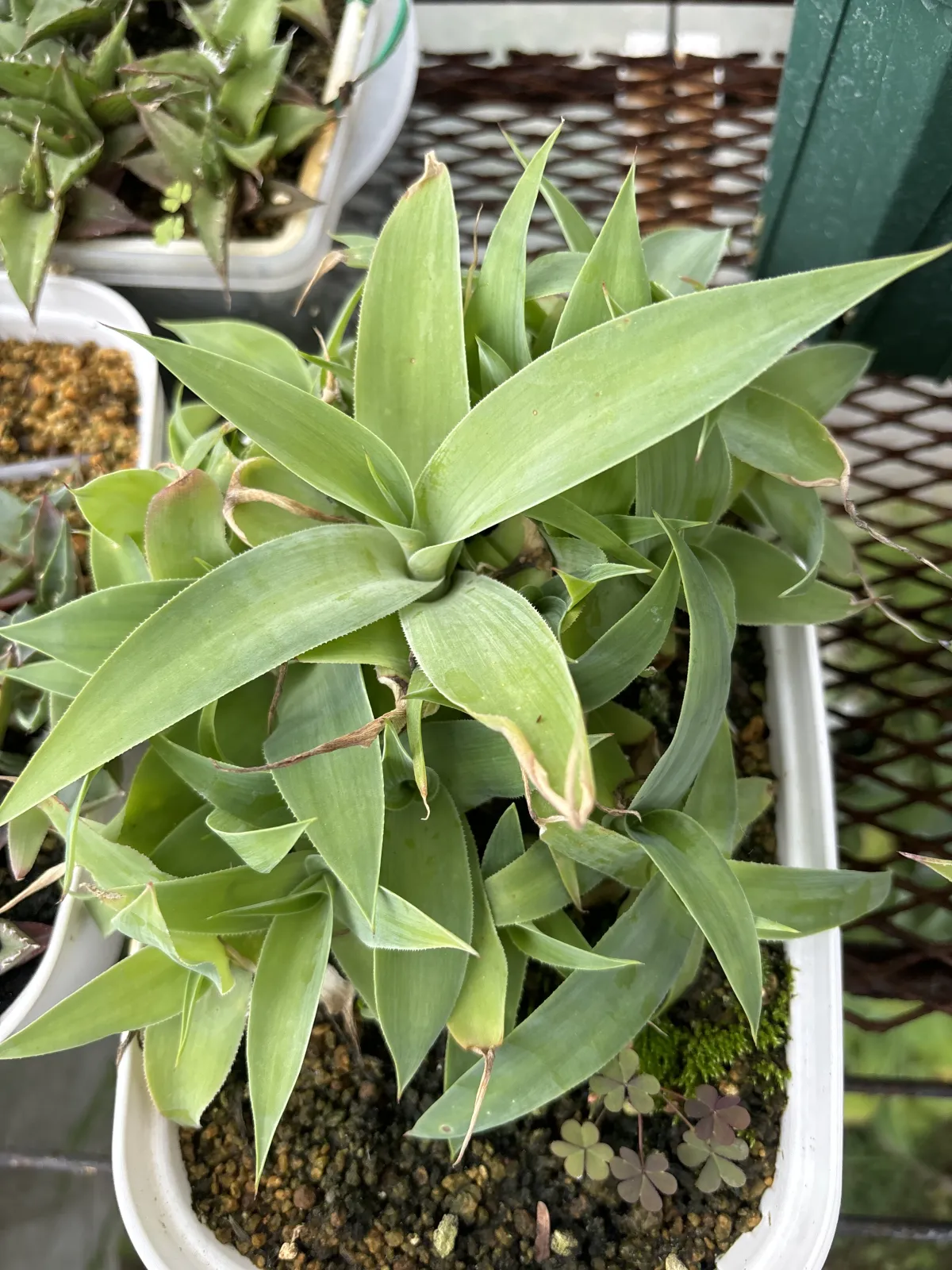 Agave attenuata (アガベ アテナータ)