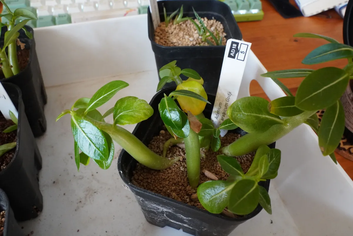 Adenium arabicum Godji (アデニウム アラビカムゴッジ)