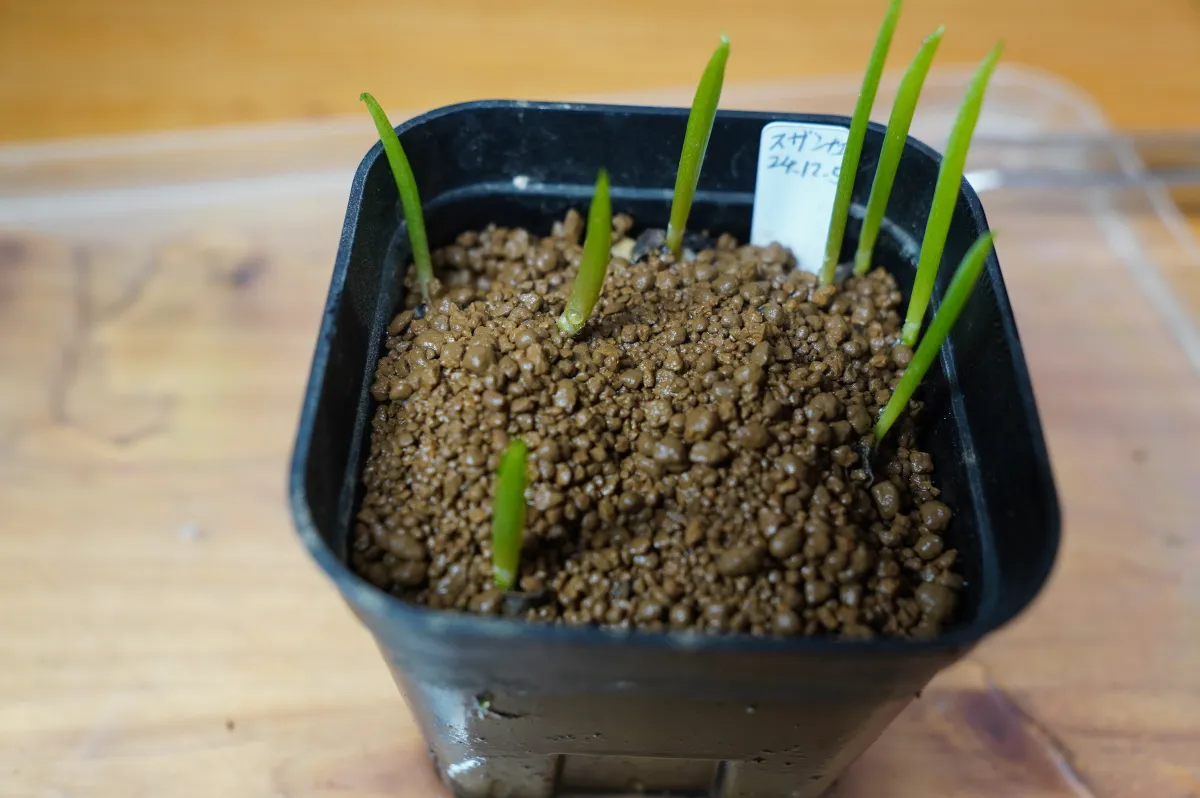 Aloe suzannae (アロエ スザンナエ)