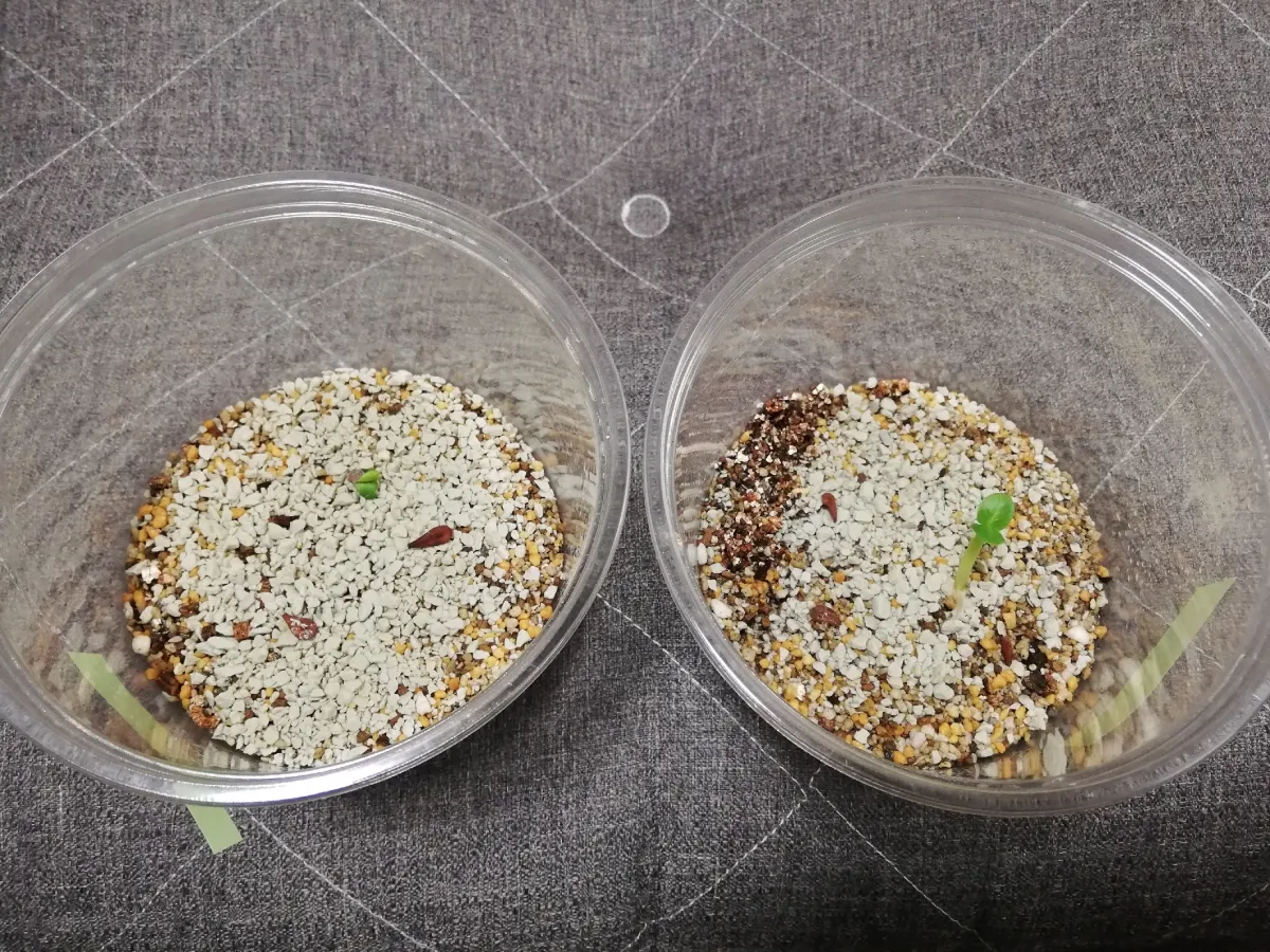Pachypodium saundersii (パキポディウム サンデルシー)