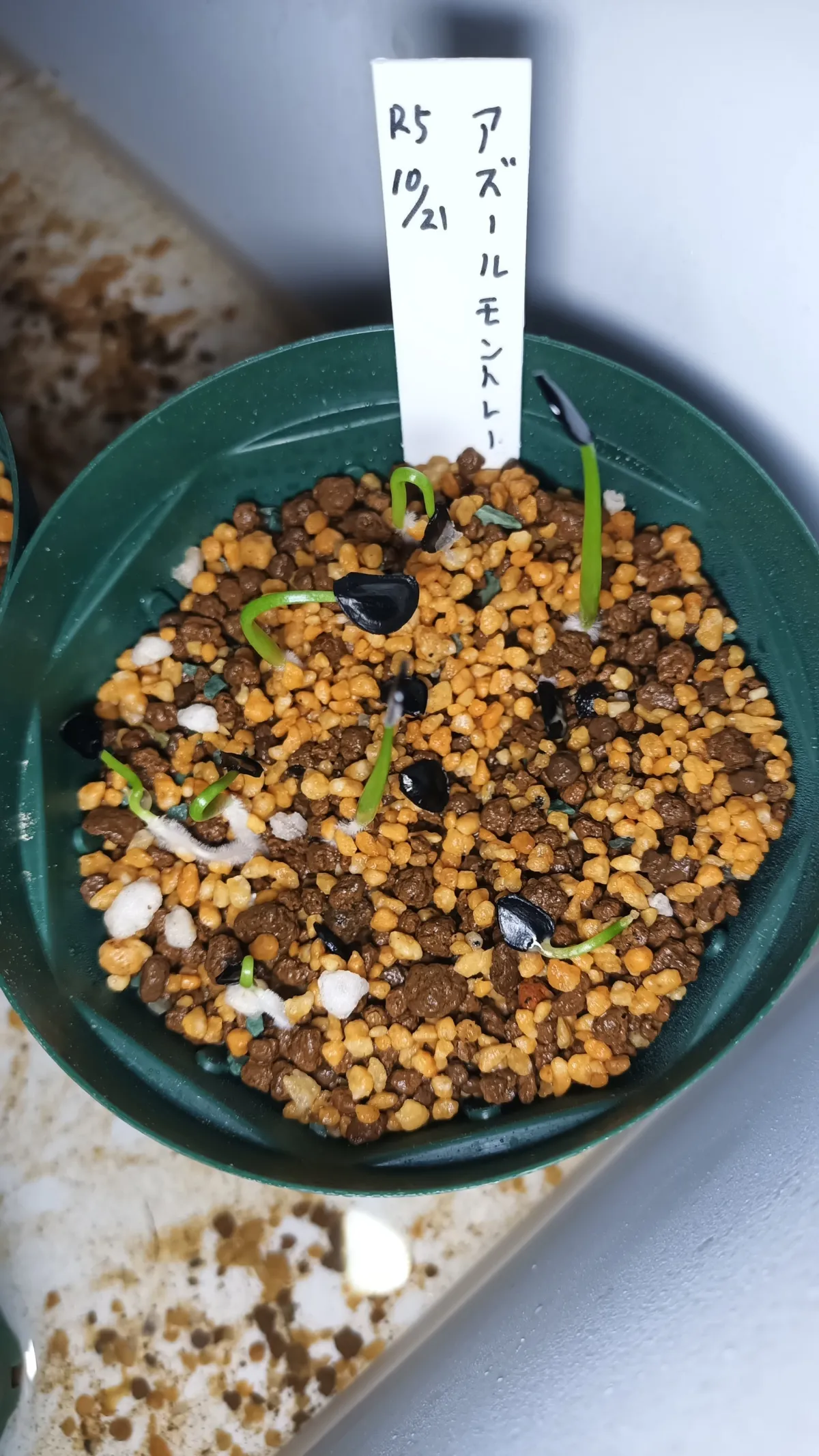 Agave sp. (アガベ アズールモントレー)
