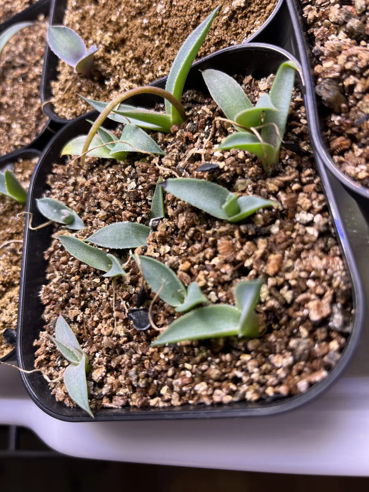 Agave parryi ssp. parryi (アガベ パリー)