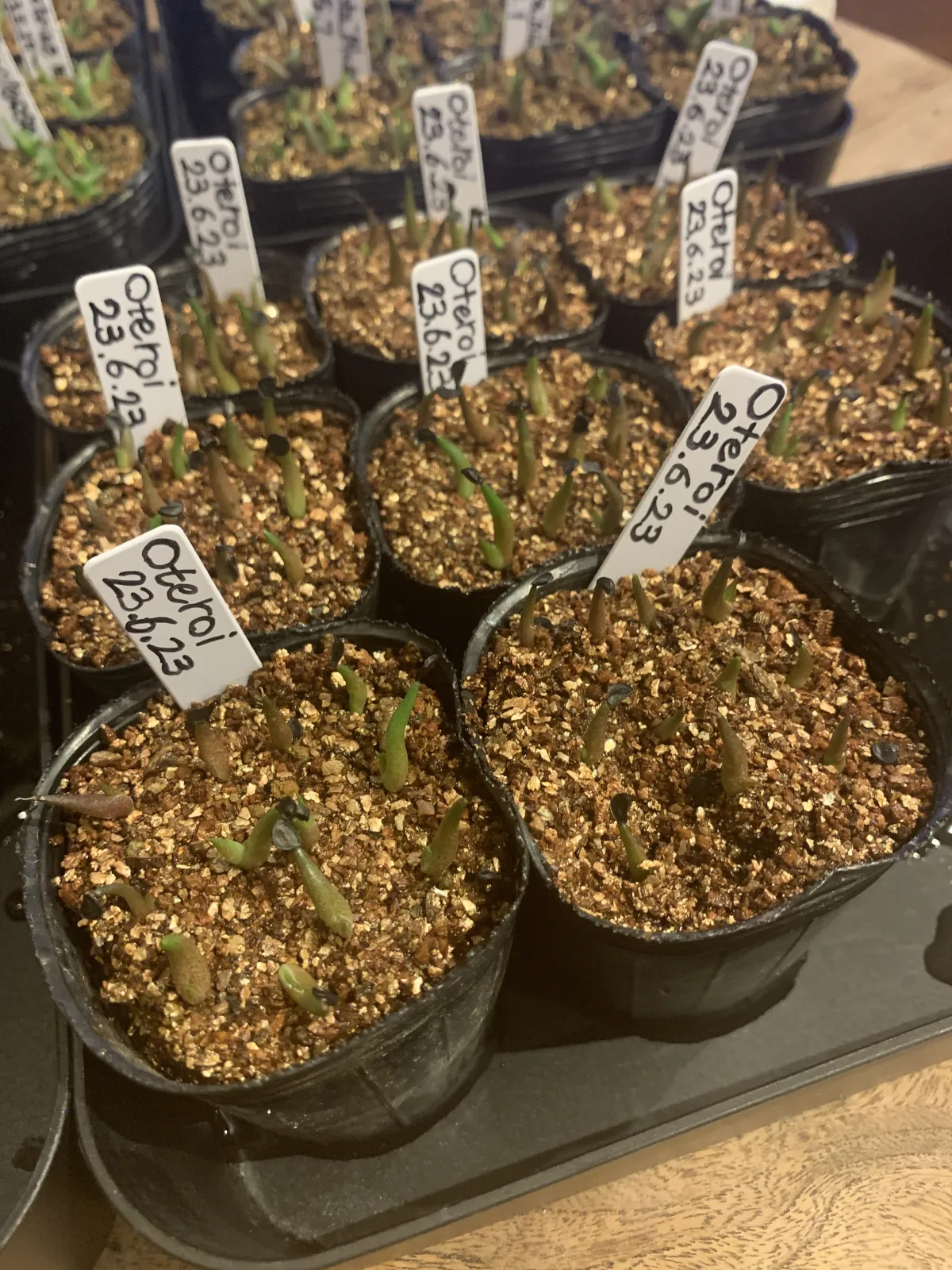 Agave oteroi Lot. (アガベ オテロイ)