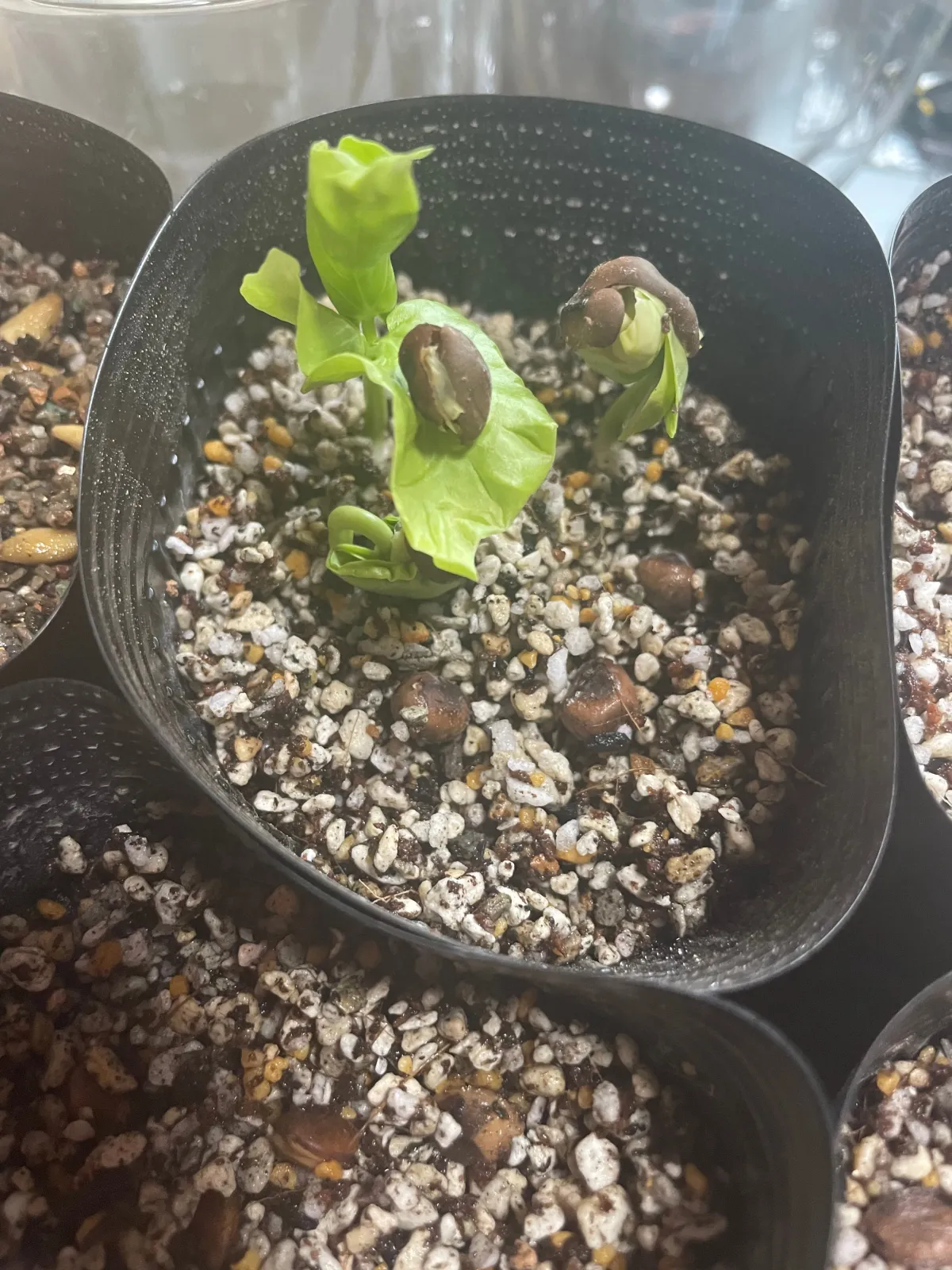Pseudobombax ellipticum (セウドボンバックス エリプティカム アルバム)