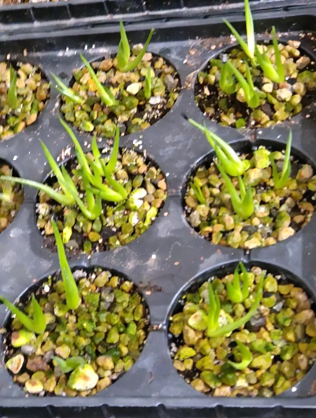 Agave striata subsp. striata (アガベ ストリアータ ブルードワーフ)