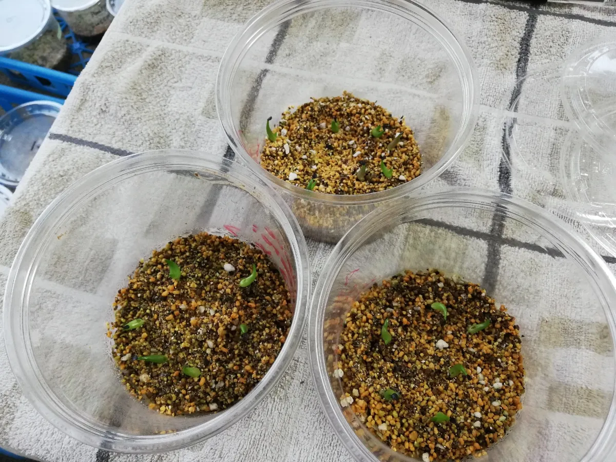 Agave oteroi Lot. (アガベ オテロイ)