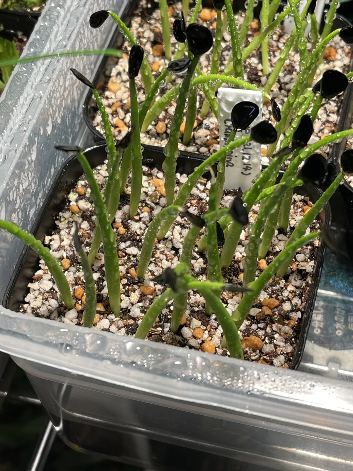 Agave salmiana ssp. crassispina (アガベ サルミアナ クラシスピナ)