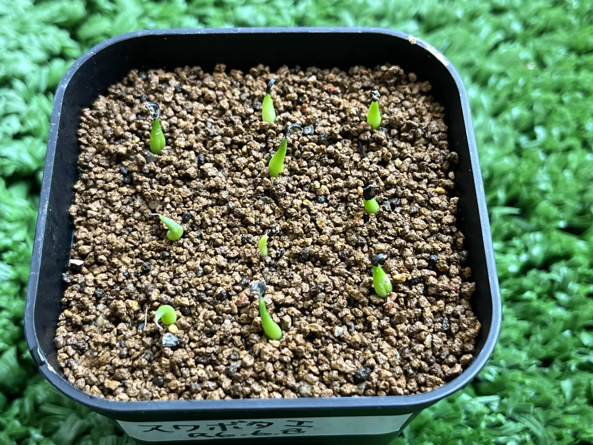 Agave victoriae-reginae ssp. swobodae (アガベ ビクトリアレジーナ スワボダエ)