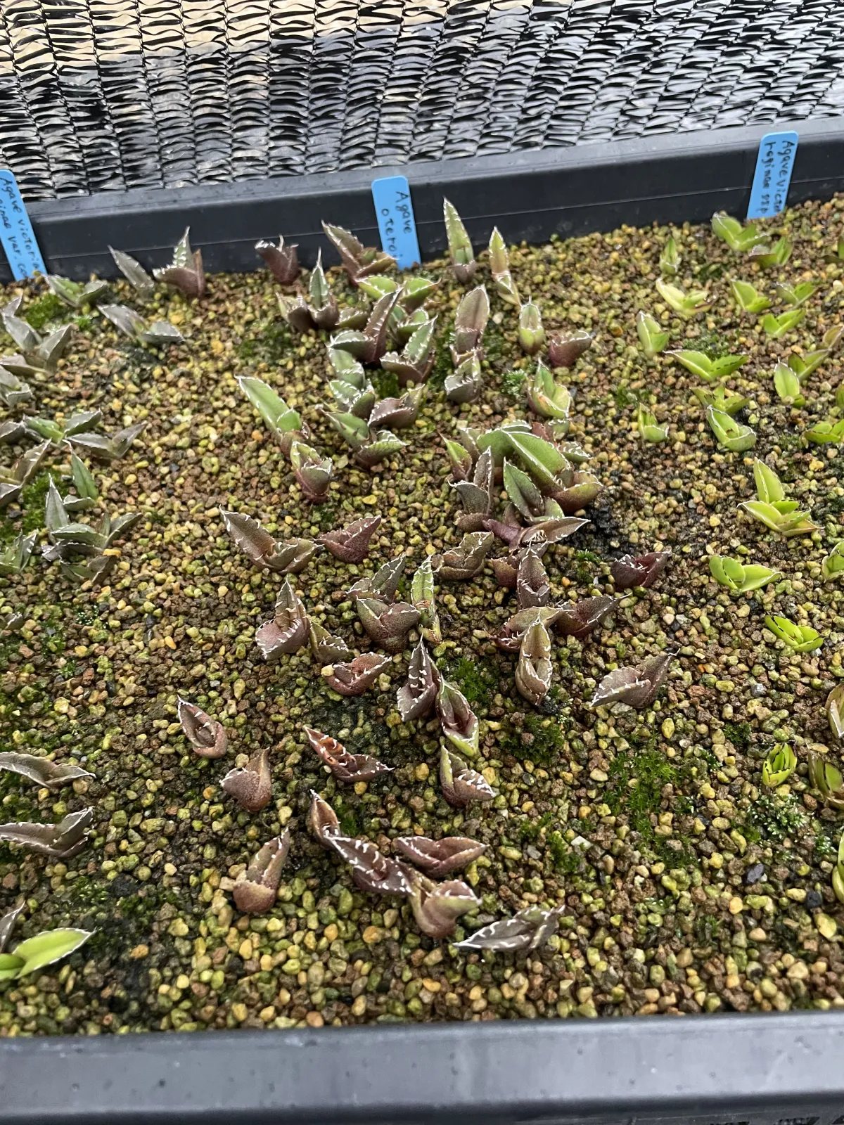 Agave oteroi Lot. (アガベ オテロイ)