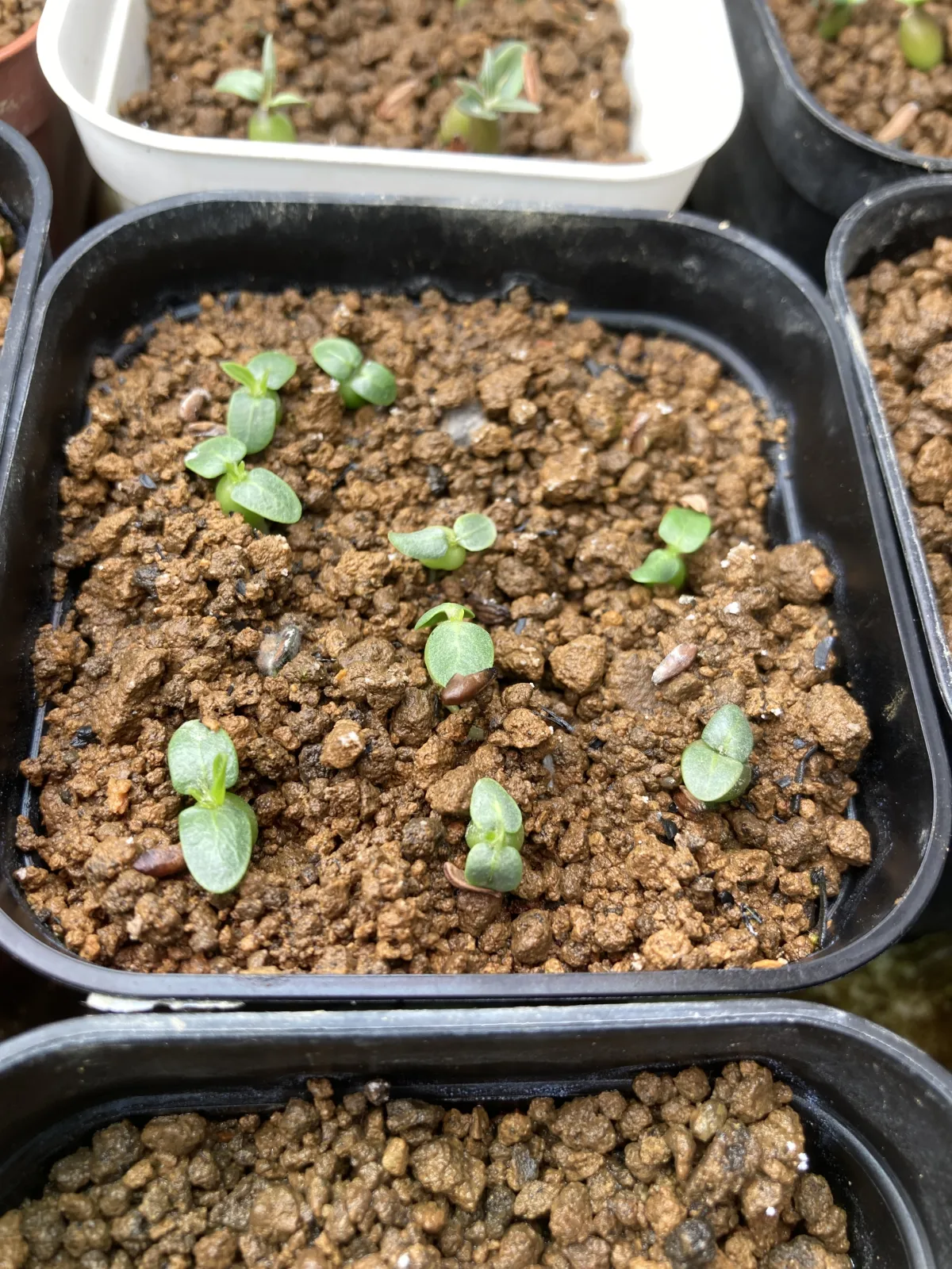 Pachypodium brevicaule subsp. leucoxanthum (パキポディウム レウコキサンツム)