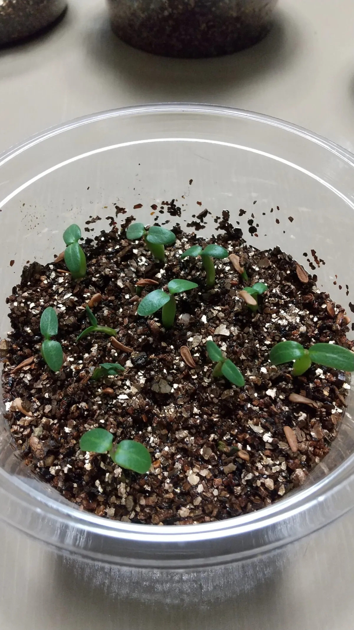 Pachypodium horombense (パキポディウム ホロンベンセ)