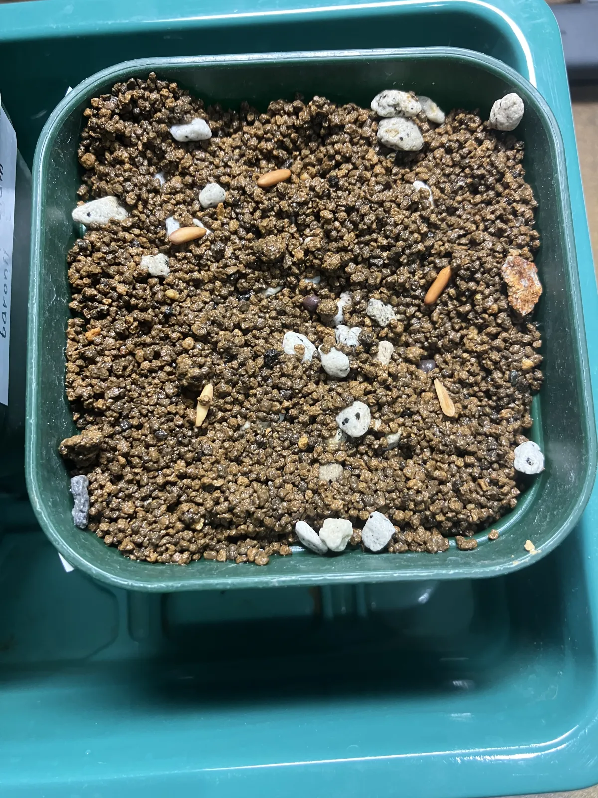 Pachypodium rosulatum var. gracilius ([無料種子] 発芽難 パキポディウム グラキリス　)