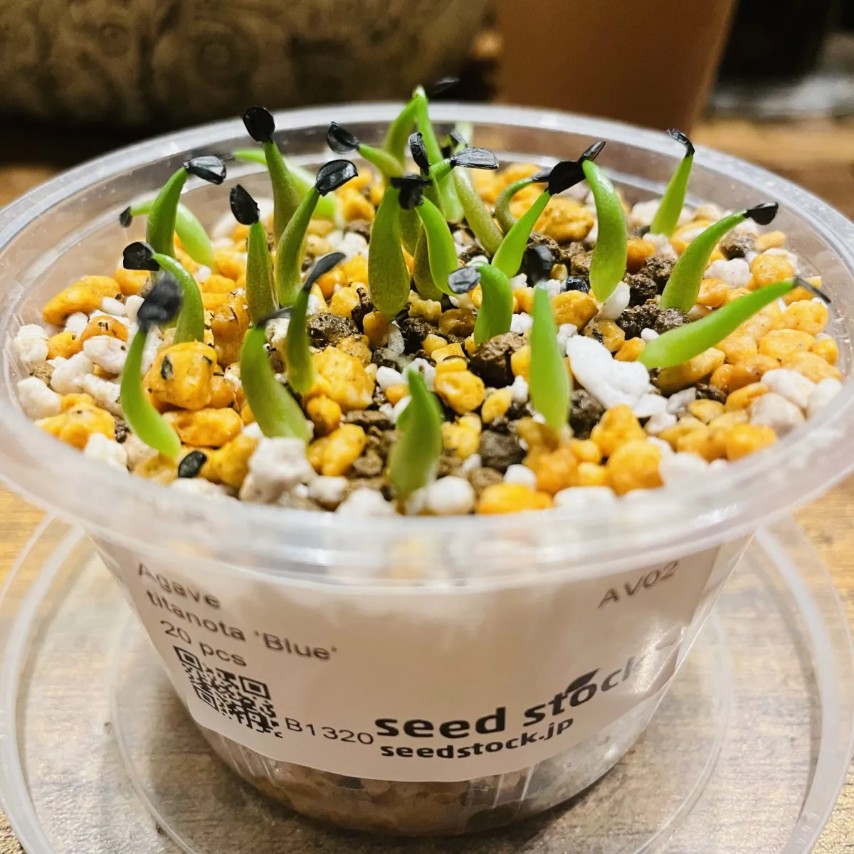 Agave titanota Blue Lot. (アガベ チタノタブルー)