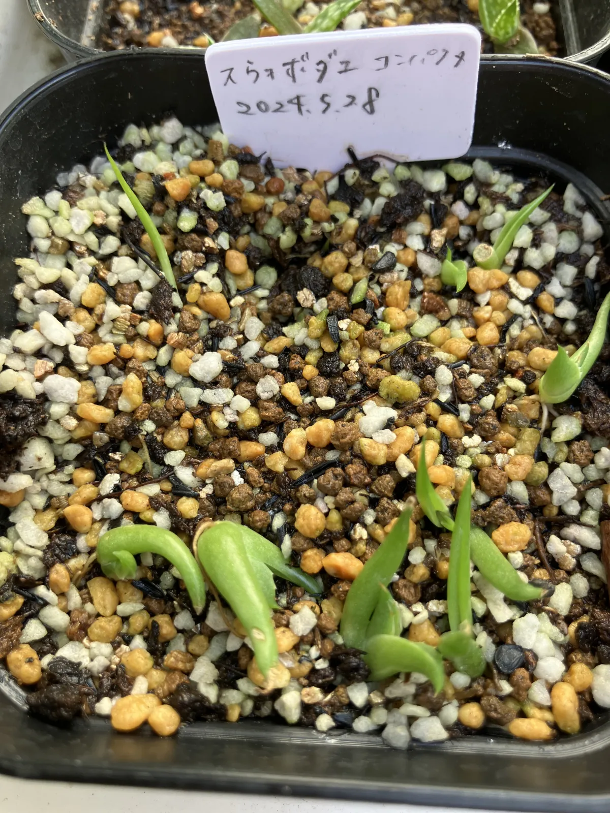 Agave victoriae-reginae ssp. swobodae (アガベ スワボダエ コンパクタ)