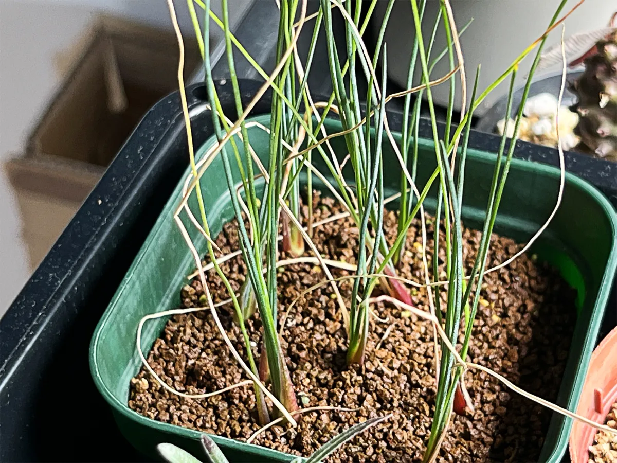 Dasylirion longissimum (ダシリリオン ロンギシマム)