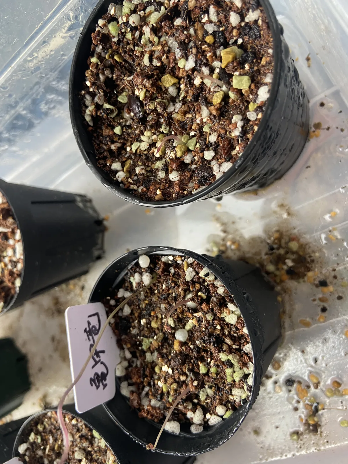 Dioscorea elephantipes (ディオスコレア エレファンティペス)