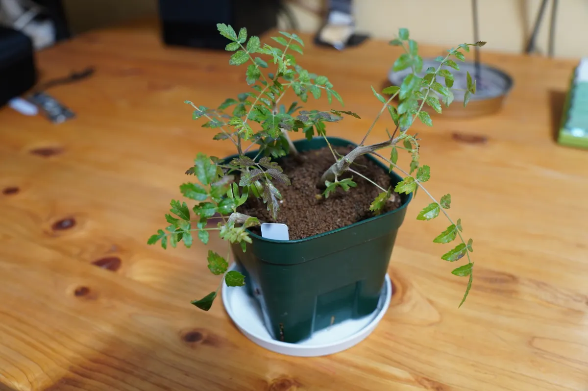 Boswellia neglecta (ボスウェリア ネグレクタ)