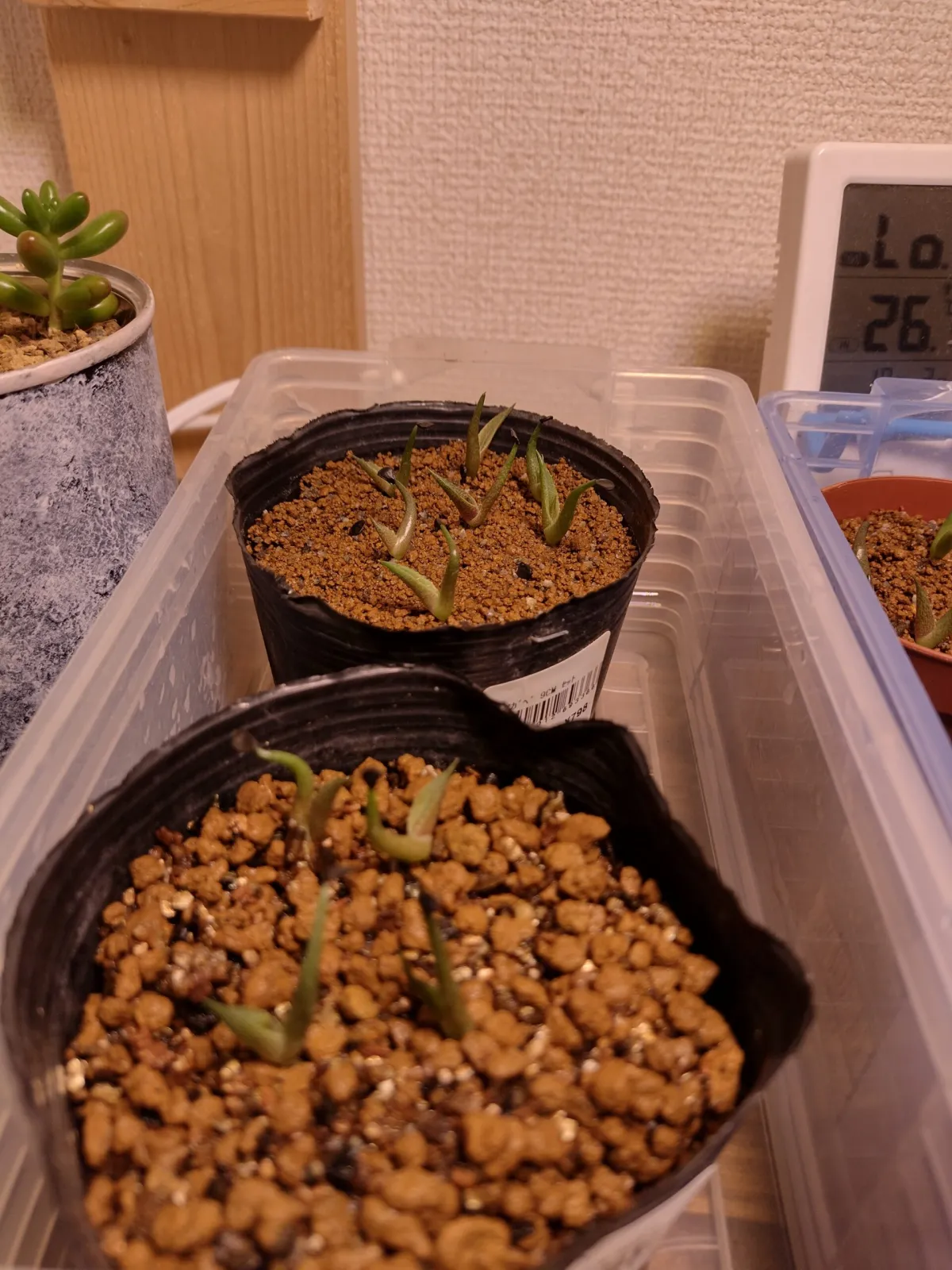 Agave oteroi Lot. (アガベ オテロイ)