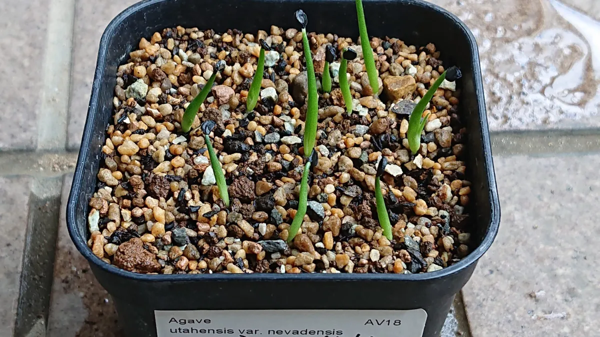 Agave utahensis nevadensis (アガベ ネヴァデンシス)
