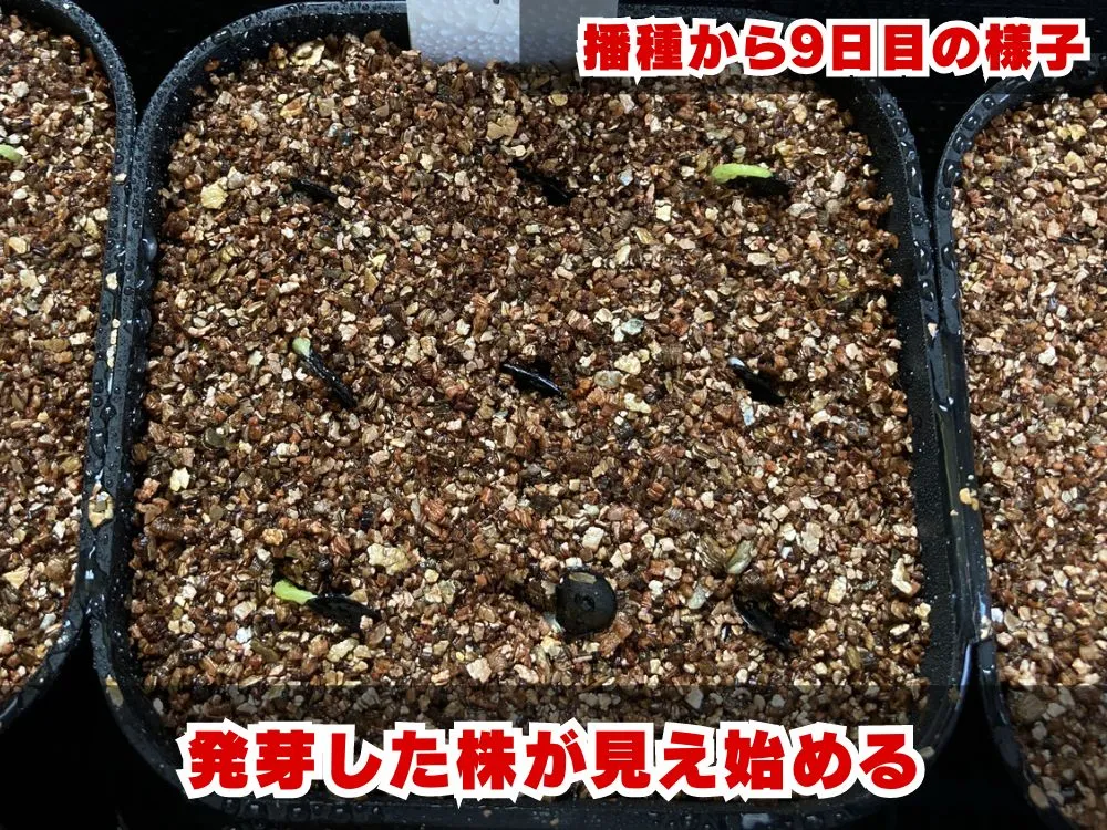 Agave sp. (アガベ アズールモントレー)