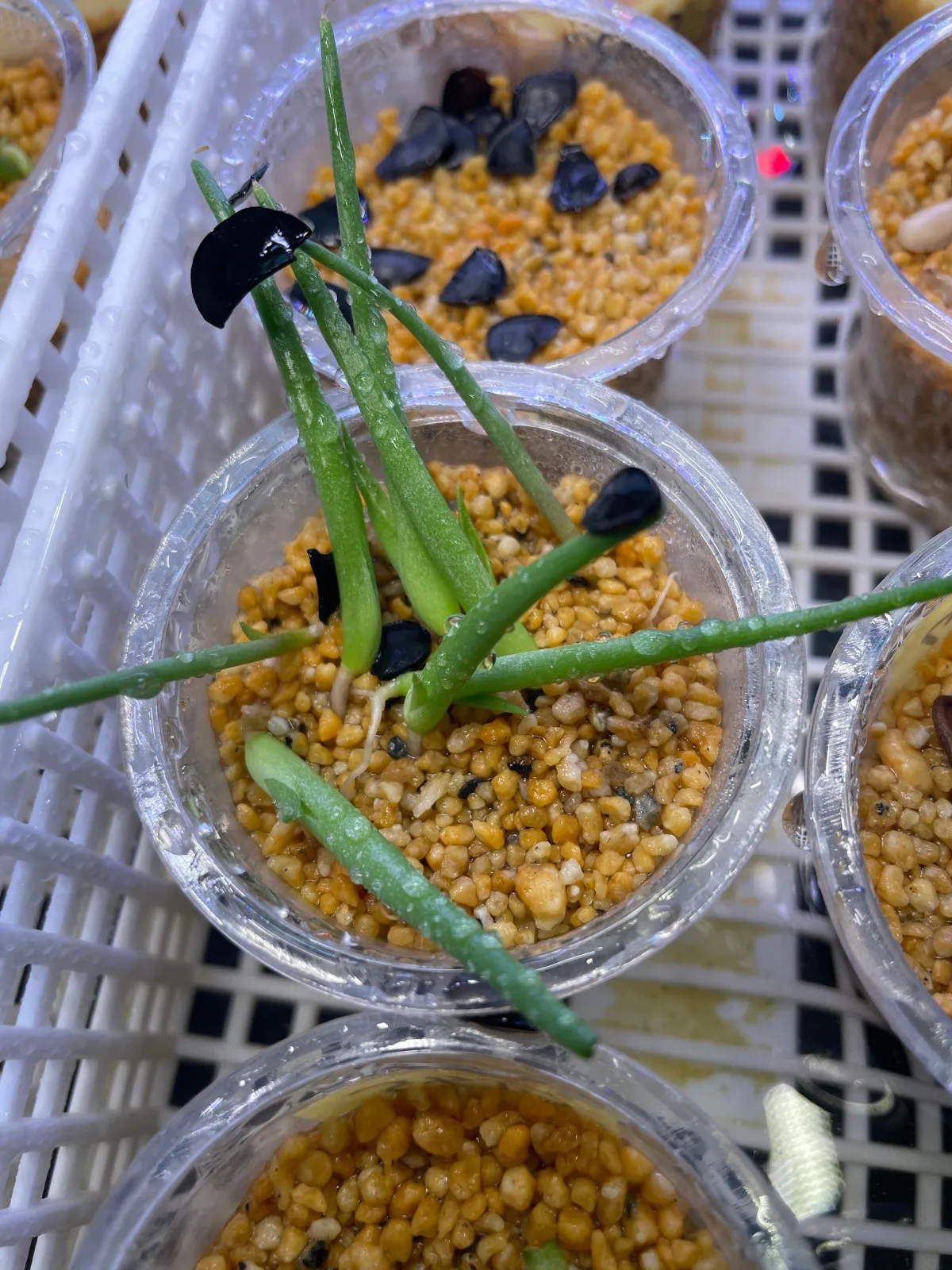 Agave rhodacantha (アガベ ロダカンサ ドワーフ)
