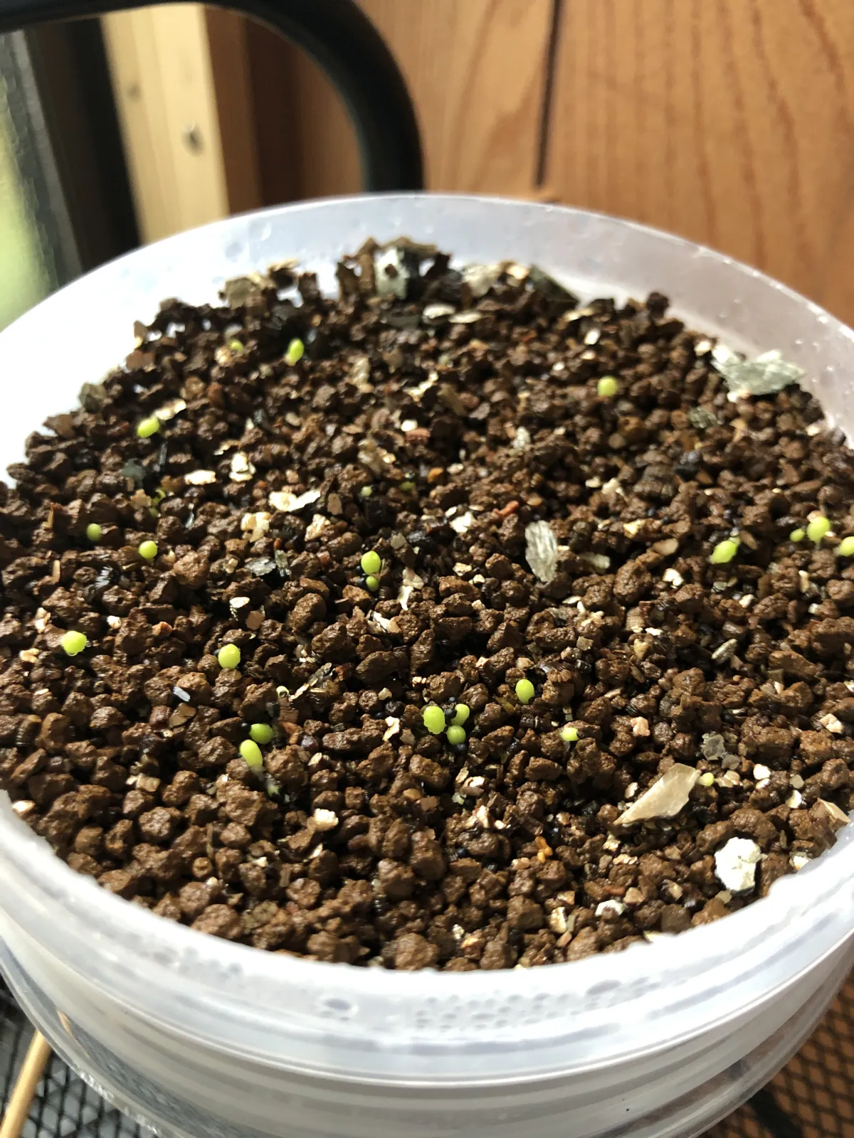 Geohintonia mexicana (ジオヒントニア メキシカーナ)