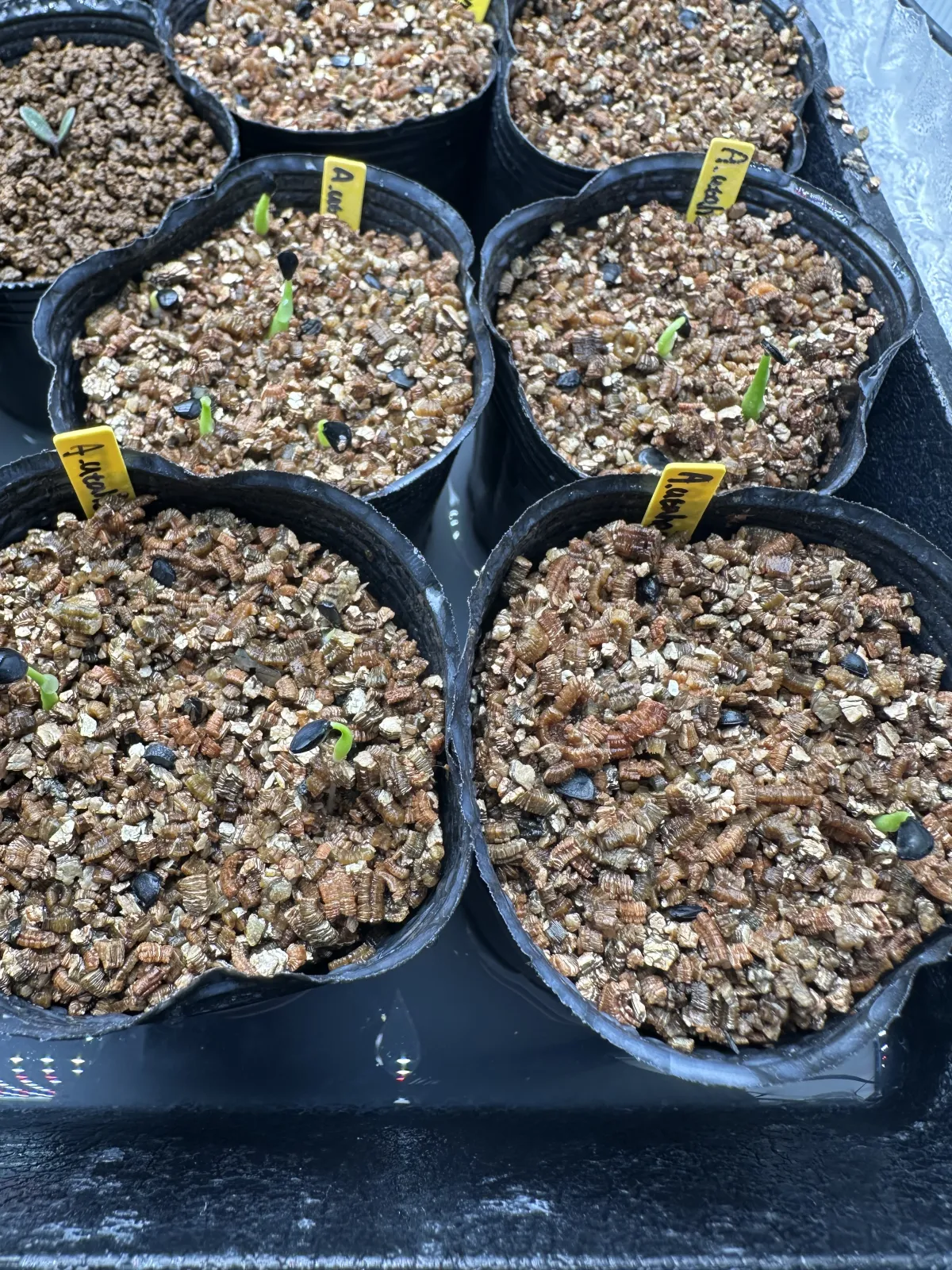 Agave utahensis v. nevadensis Compacta (アガベ ネバデンシス コンパクタ)