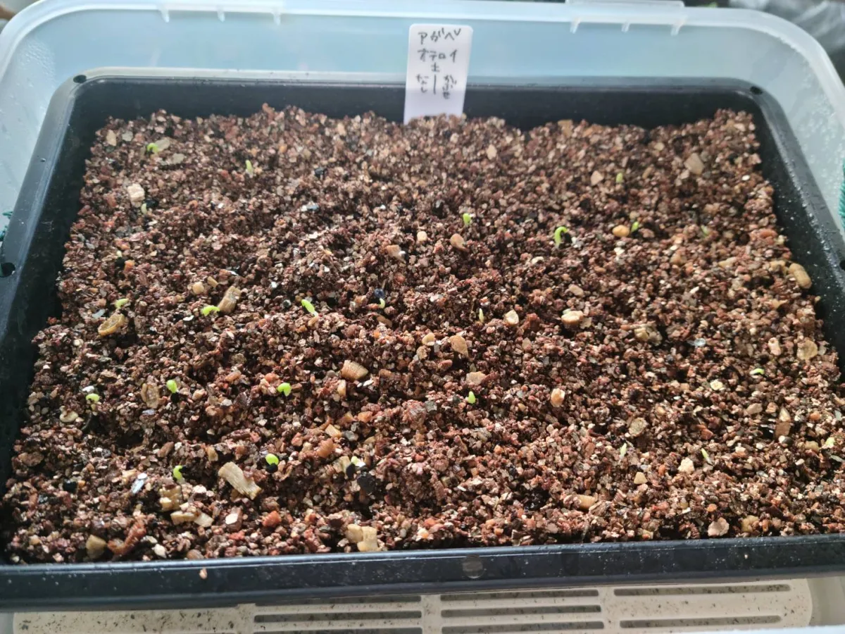 Agave oteroi Lot. (アガベ オテロイ)
