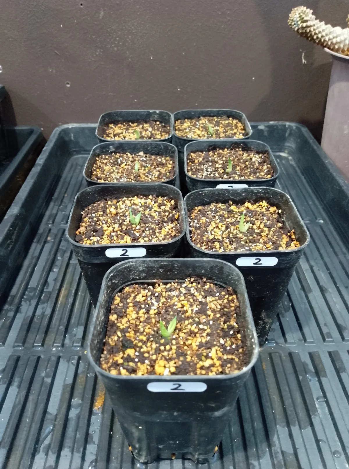 Agave oteroi Lot. (アガベ オテロイ)