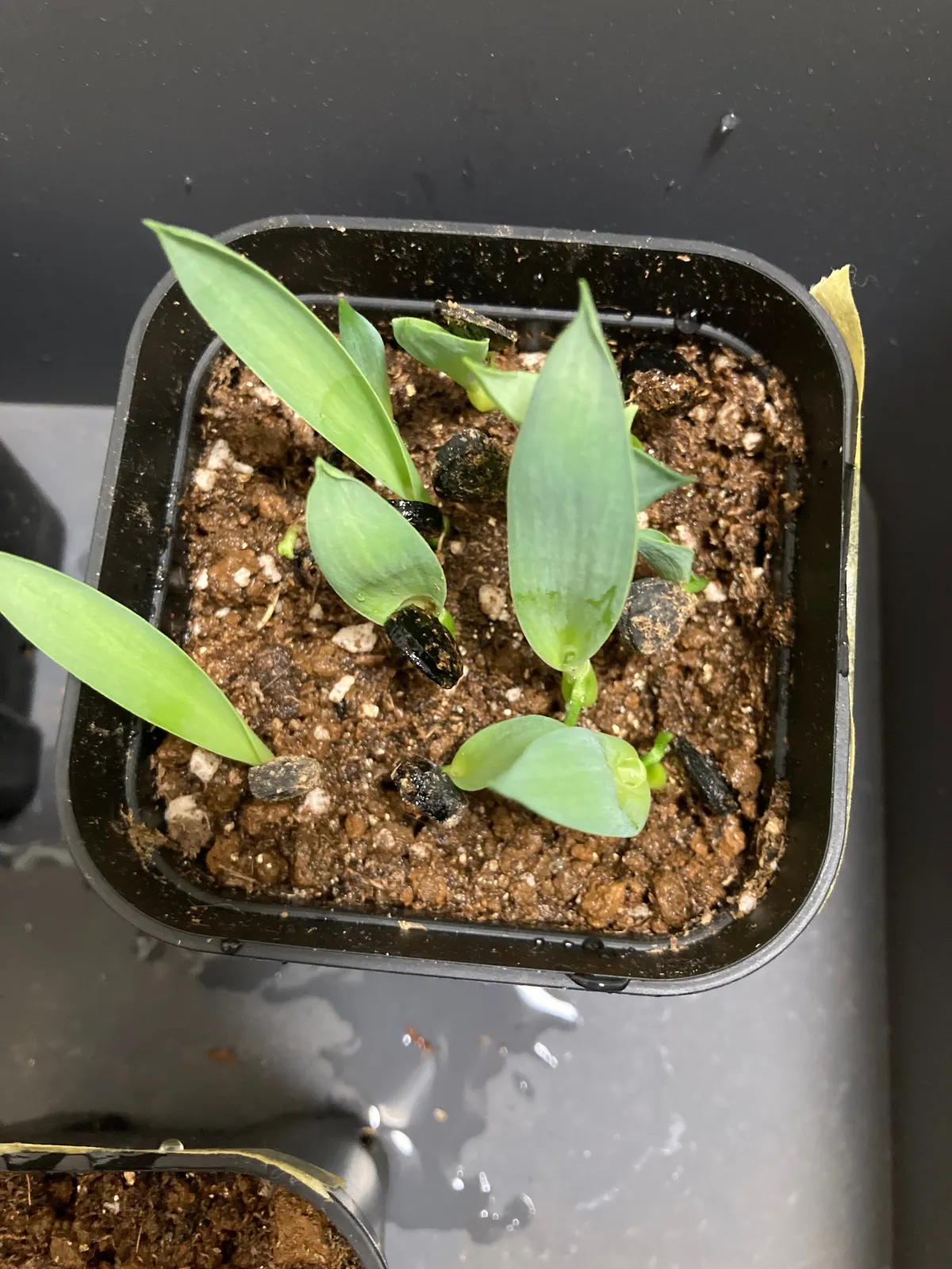 Yucca baccata var. vespertina (ユッカ バッカタ ベスペルティーナ)