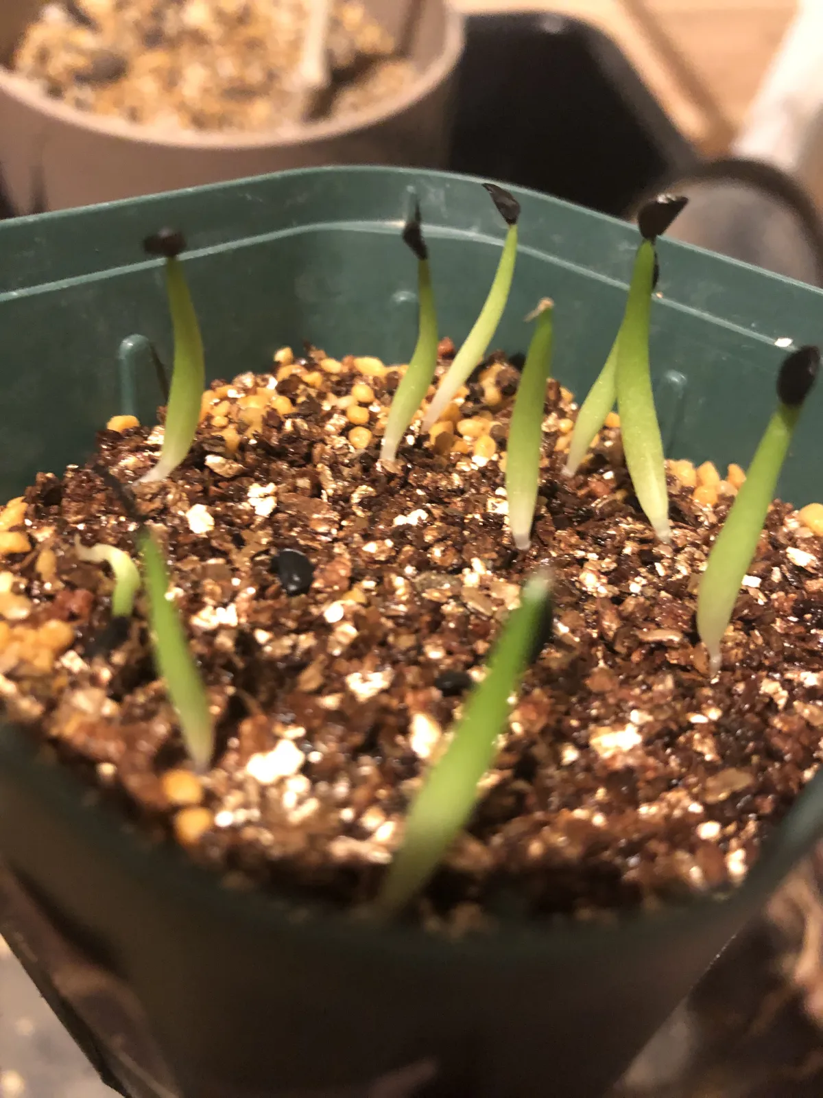 Agave oteroi Lot. (アガベ オテロイ)