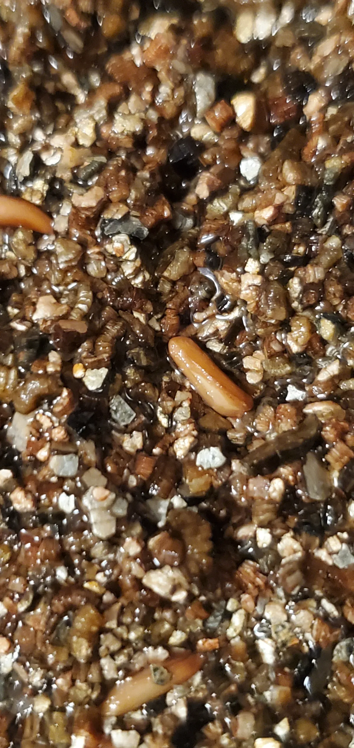 Pachypodium rosulatum var. gracilius ([無料種子] 発芽難 パキポディウム グラキリス　)