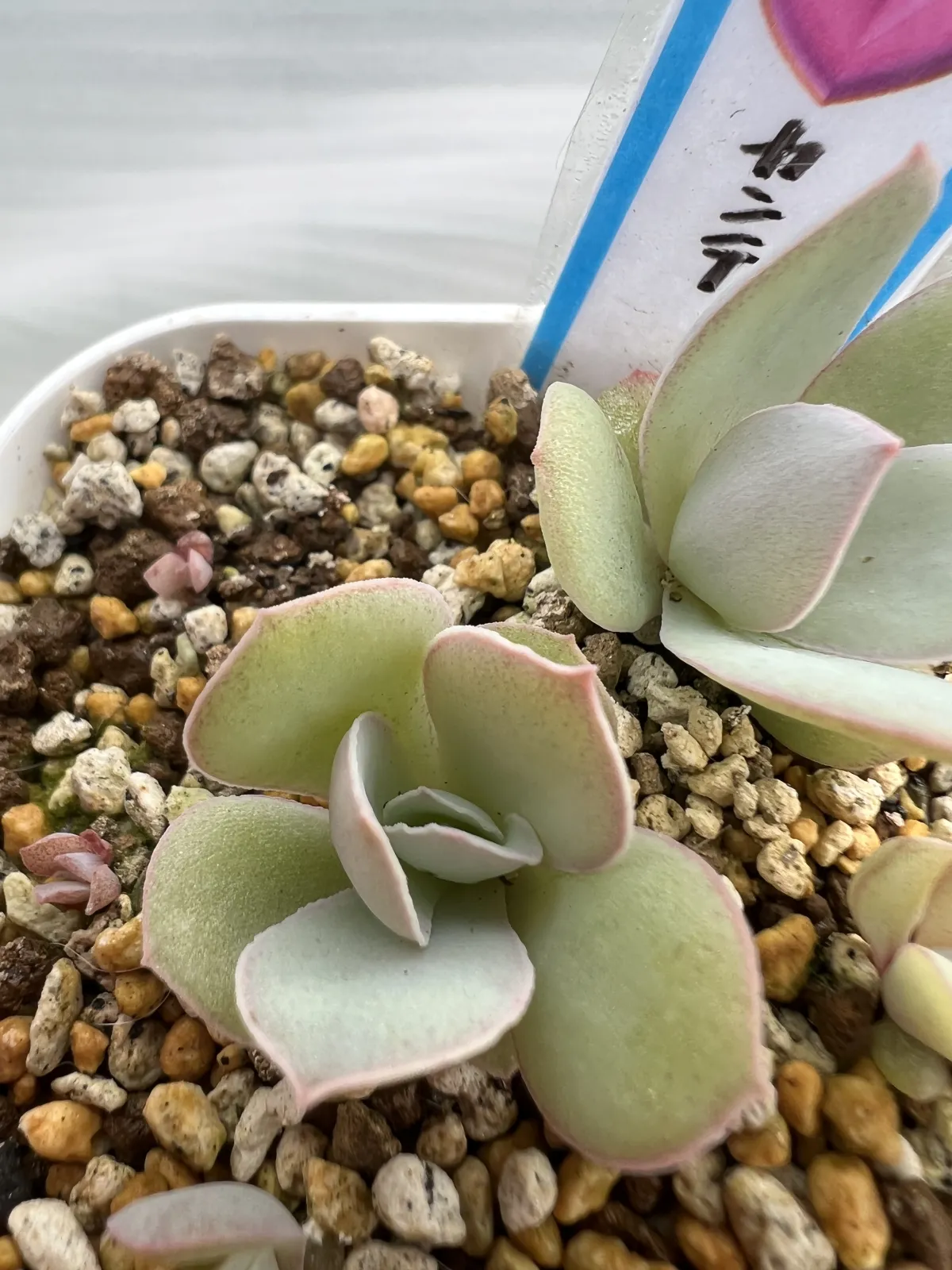 Echeveria cante (エケベリア カンテ)