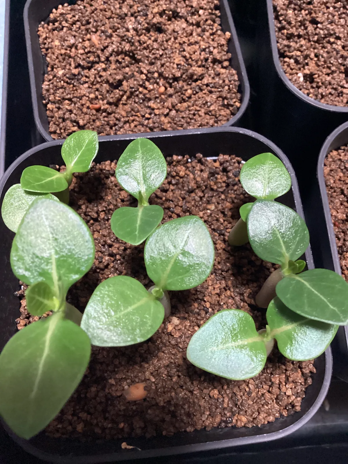 Adenium arabicum Yemen (アデニウム アラビカム イエメン)