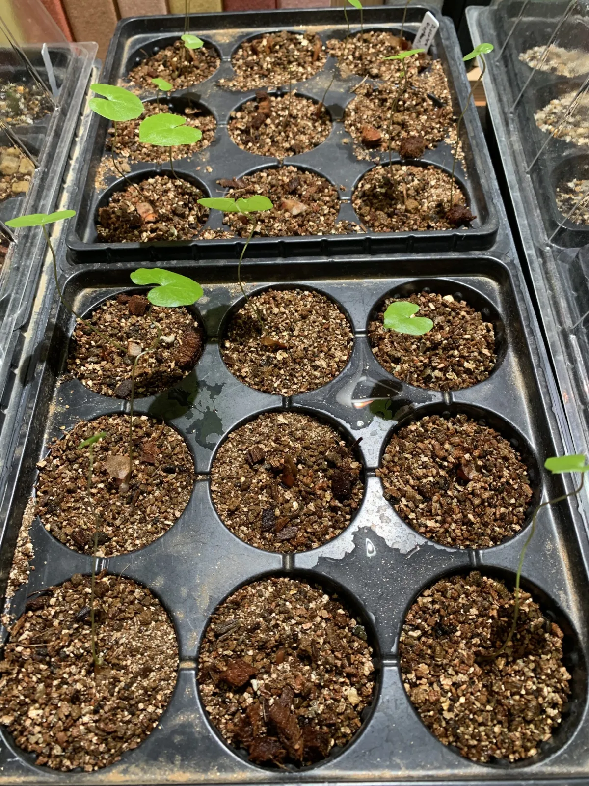 Dioscorea elephantipes (ディオスコレア エレファンティペス)