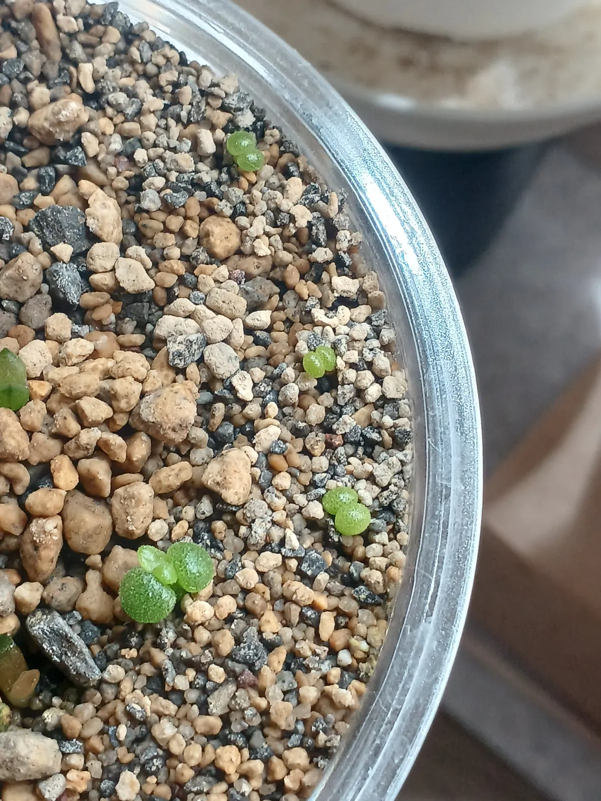 Tylecodon reticulatus (ティレコドン レティクラタス)