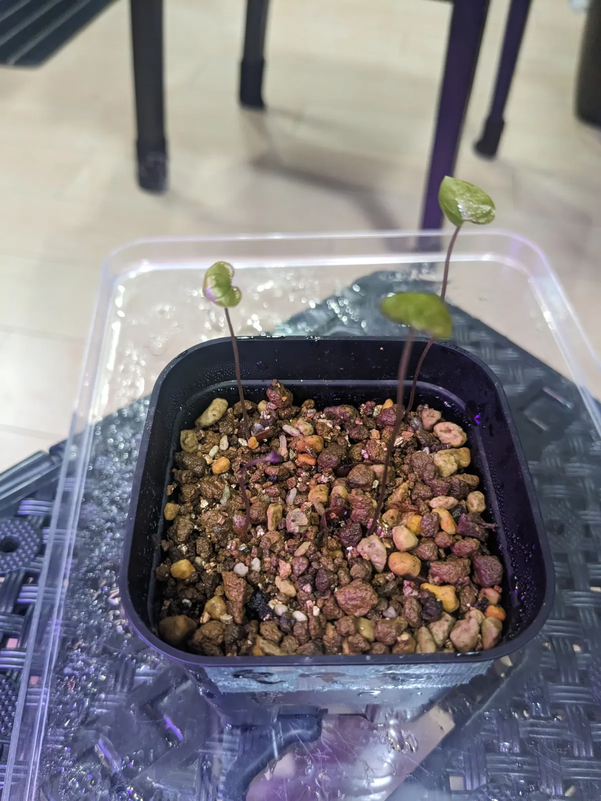 Dioscorea elephantipes (ディオスコレア エレファンティペス)