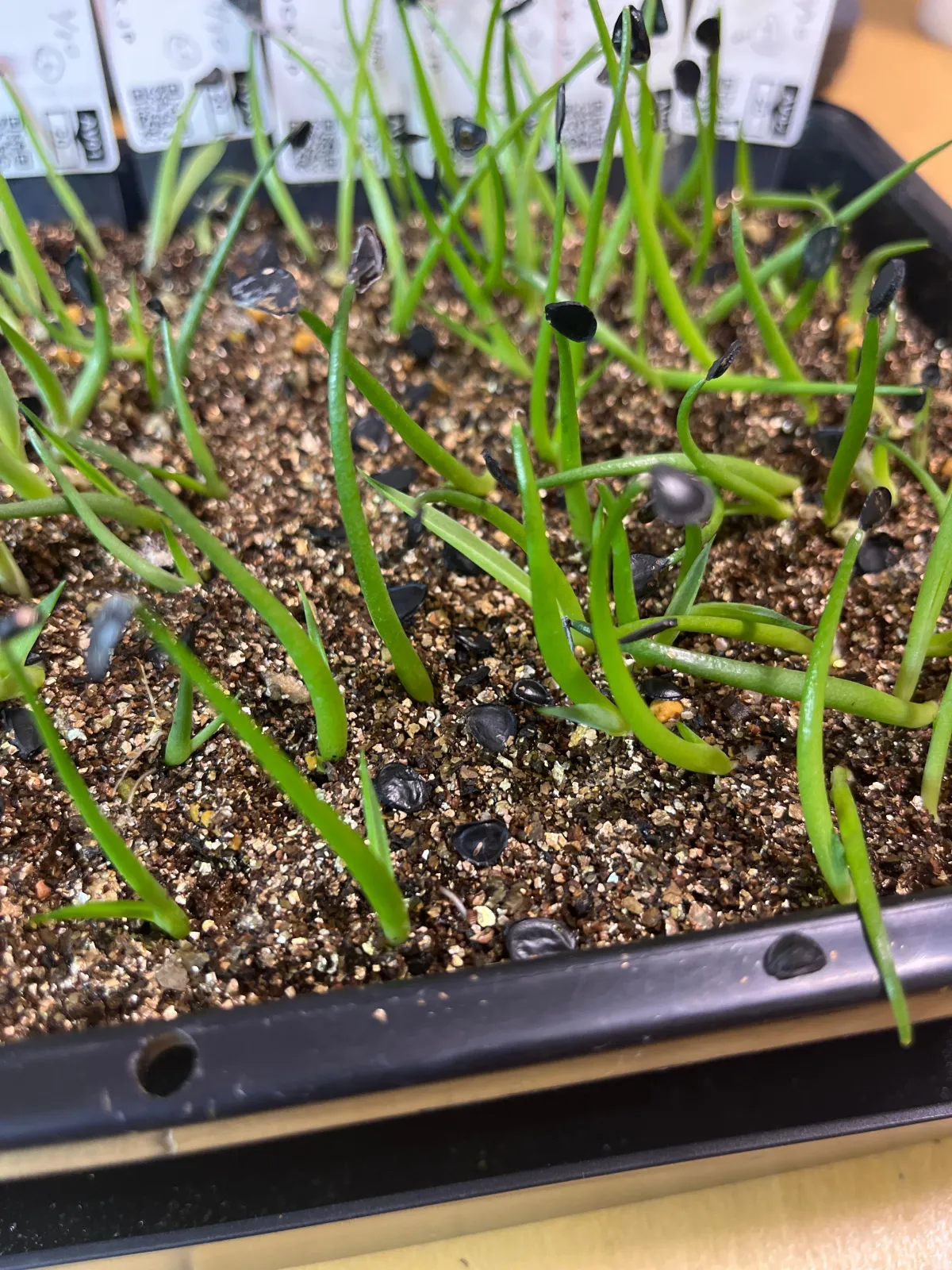 Agave sp. (アガベ アズールモントレー)