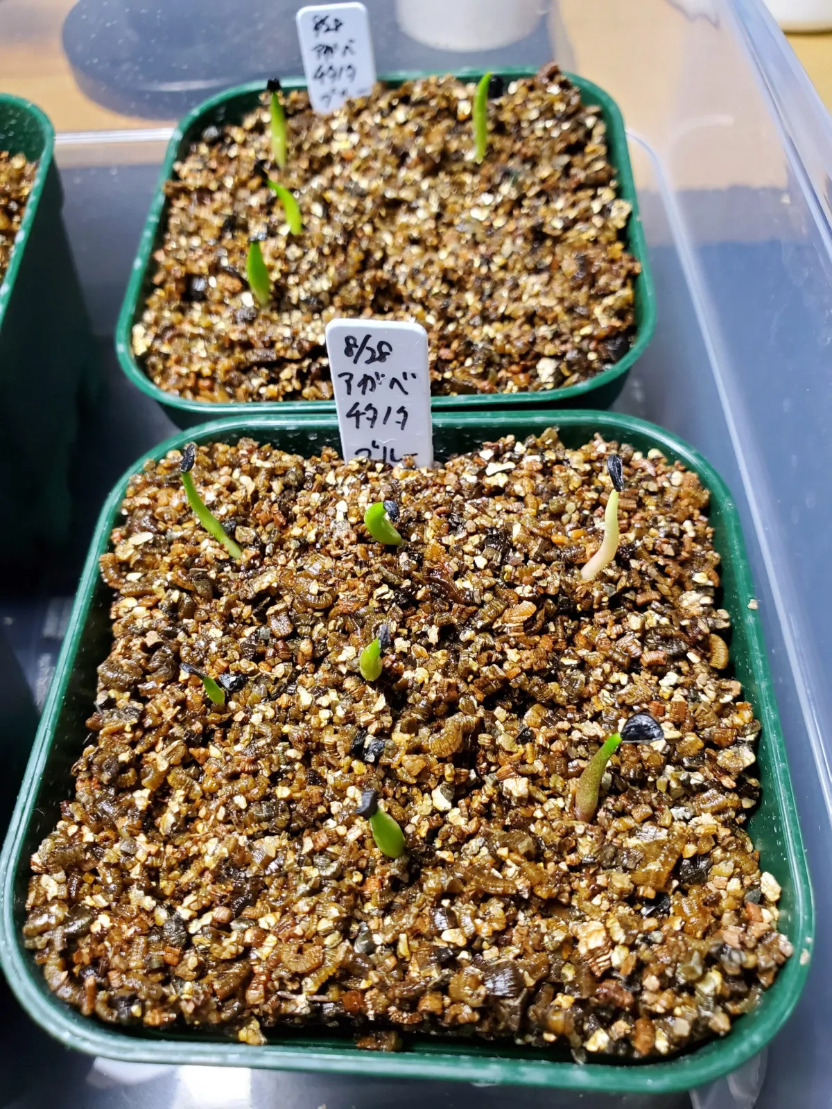 Agave titanota Blue Lot. (アガベ チタノタブルー)