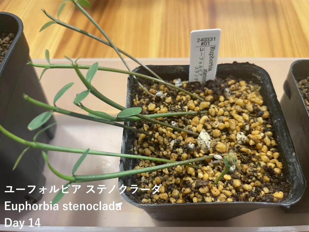 Euphorbia stenoclada (ユーフォルビア ステノクラーダ)