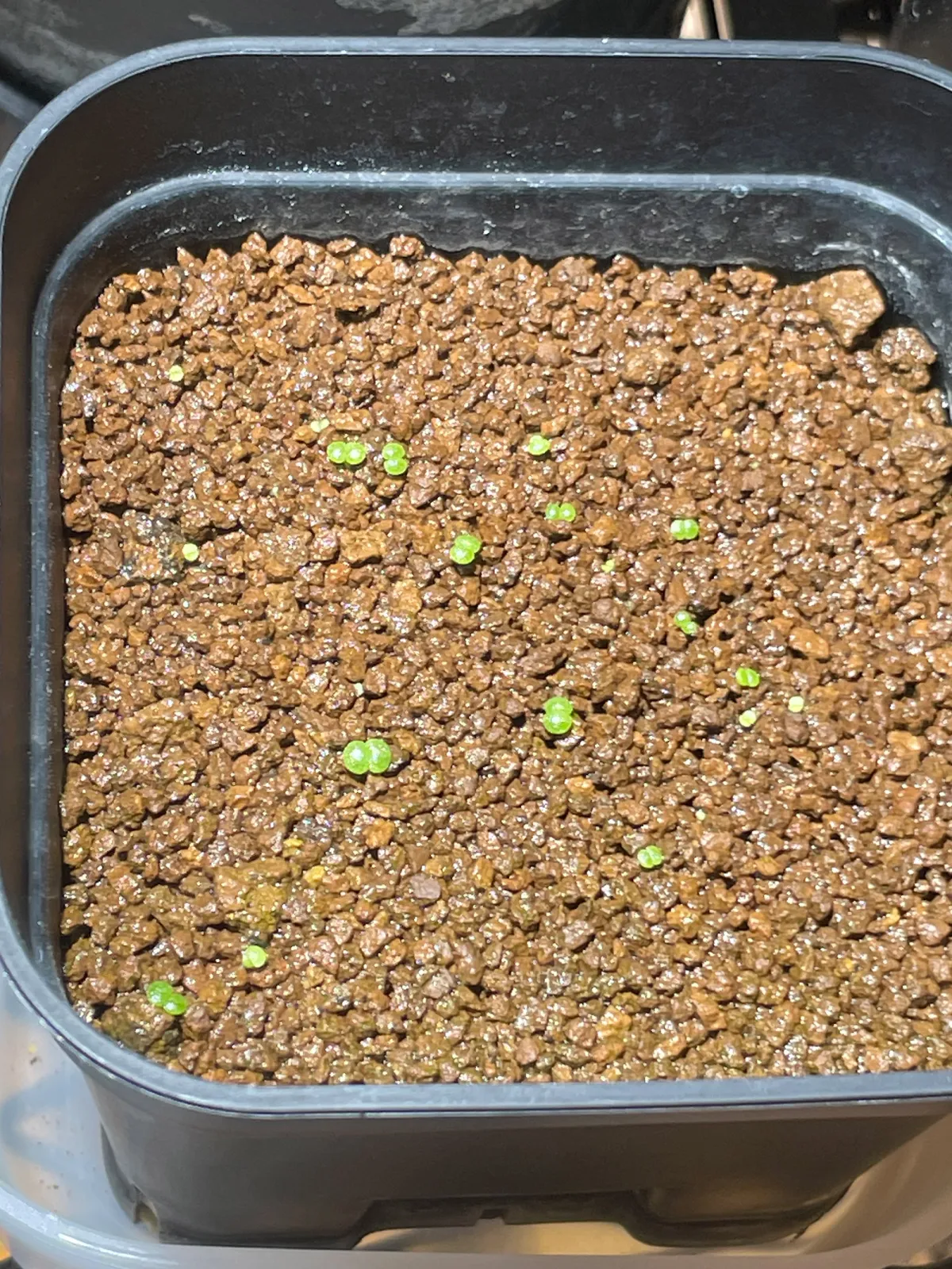 Tylecodon reticulatus (ティレコドン レティクラタス)